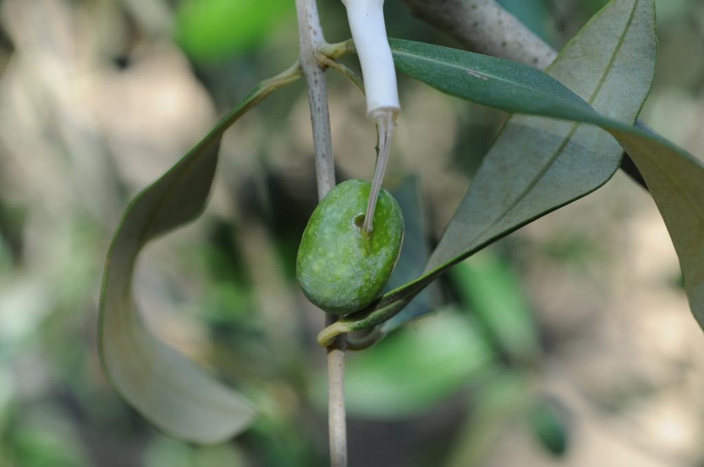 più consistenti mentre le aree costiere potrebbere costituire un grosso limite allo sviluppo del dittero a causa di elevate temperature Nell