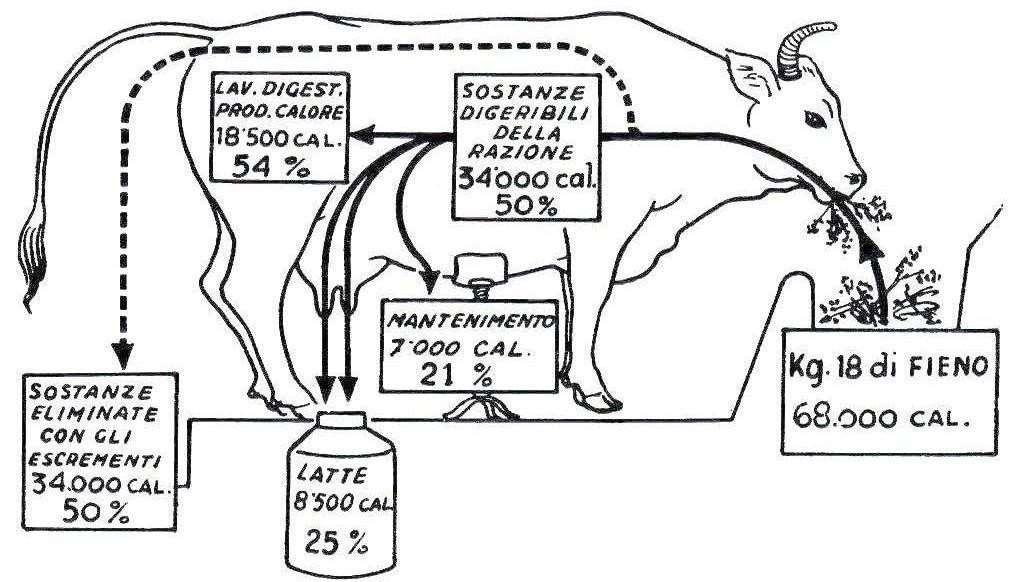 Utilizzazione di una razione di 18 kg di fieno da parte di una vacca di 500 kg, che produce 12 l di latte/die.