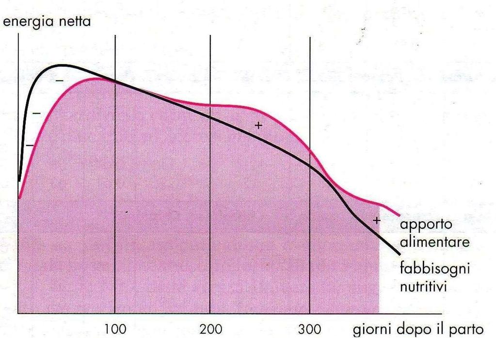 FABBISOGNI E APPORTO ENERGETICO PER UNA