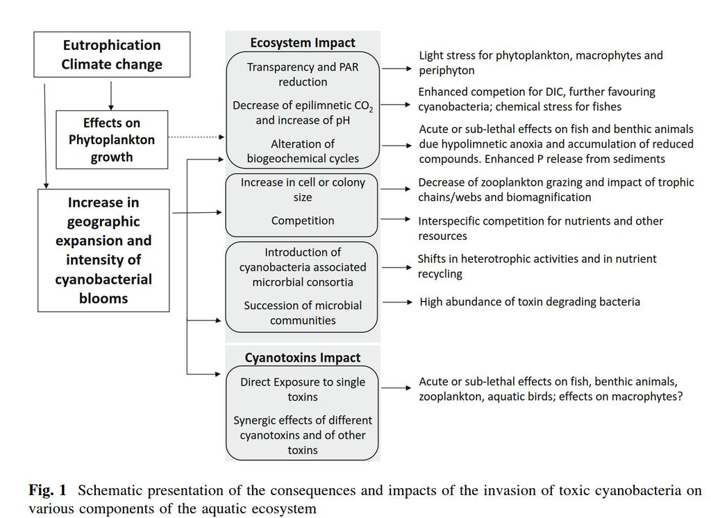 B) Eutrofizzazione e cambiamenti climatici Effetti dello sviluppo dei cianobatteri sugli