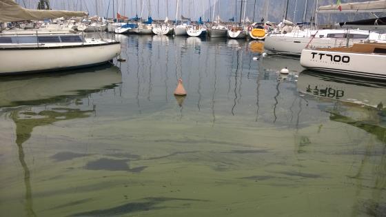 A) Localizzazione delle popolazioni cianobatteriche, e tipologie di fioriture in relazione