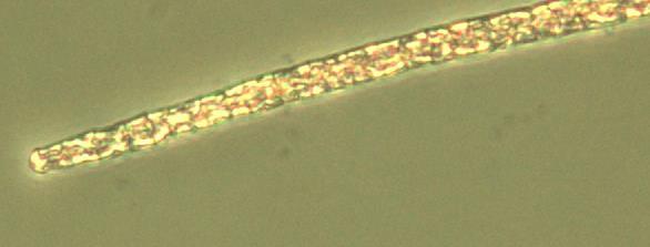 , 2013 Biovolume (clorofilla P. rubescens) Fattori favorevoli allo sviluppo di Planktothrix rubescens 1.
