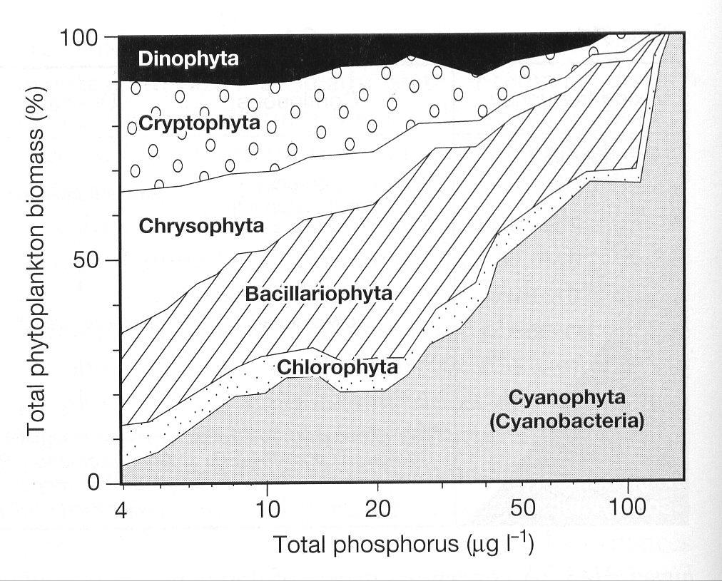 B) Eutrofizzazione e cambiamenti climatici Effetti dell'eutrofizzazione sullo sviluppo dei cianobatteri 91 laghi della zona temperata 850 laghi europei Chrysophyceae Pennales Watson, S.B. et al.