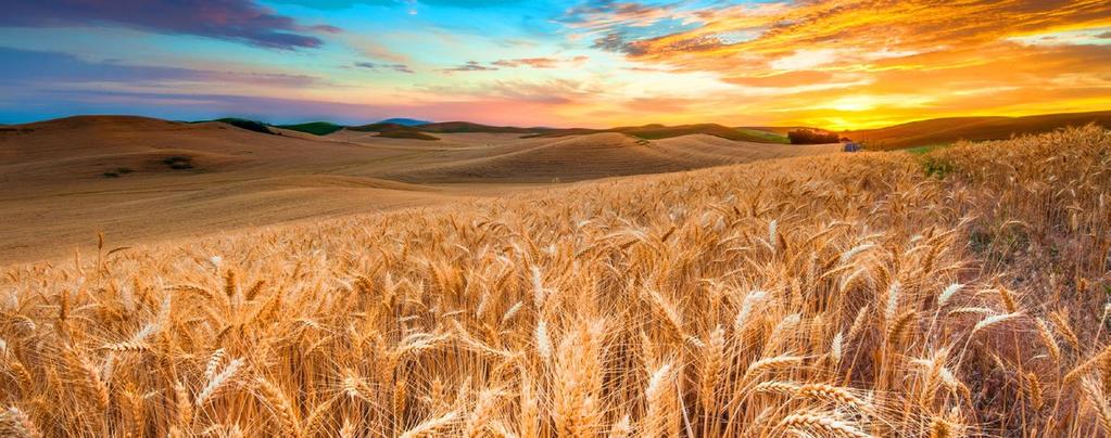 FARINA DI GRANO TENERO TIPO 1 verso l integrale Le farine di frumento presentano diversa composizione e diverso valore nutritivo in base al tipo di macinazione e in base quindi all eliminazione o