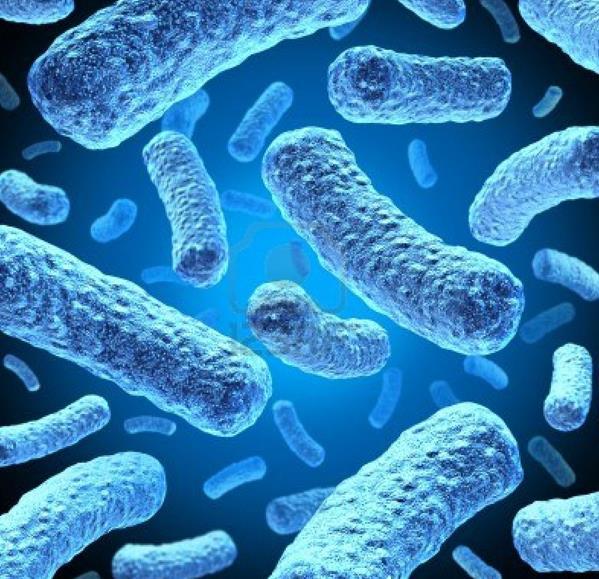 Clostridium botulinum ( GR2), Escherichia coli (GR2), Leptospira interrogans (GR2),