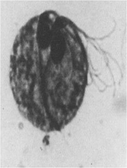 CLASSIFICAZIONE VIRUS DEL GRUPPO DI RISCHIO 2 Virus della malattia di Newcastle Virus respiratorio