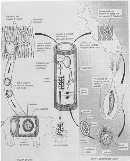 mansoni Taenia solium Trypanosoma brucei