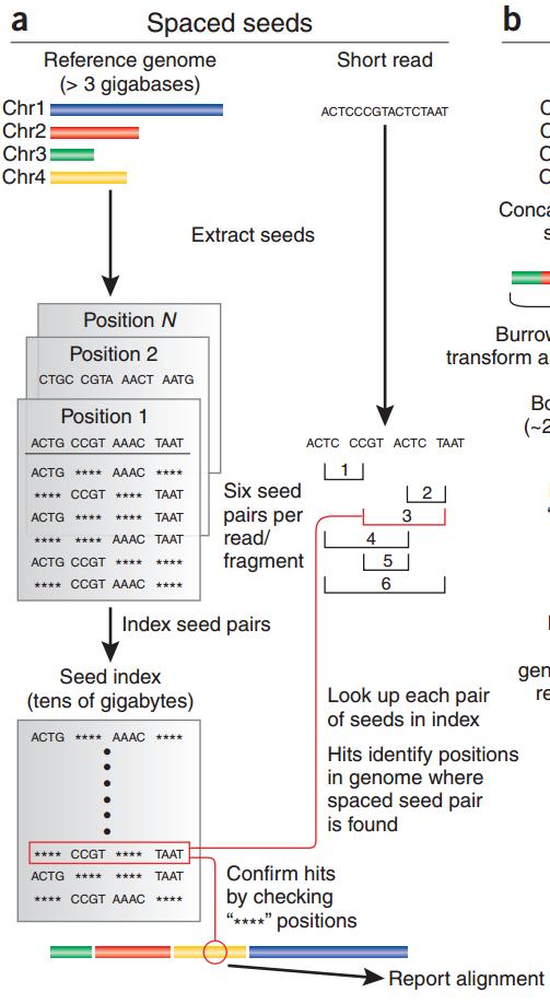 Spaced seeds Spezzare il genoma in una serie di 4 sottosequenze di lunghezza uguale, chiamati seed Creare le possibili sei combinazioni di due coppie di seed lungo il genoma Creare un indice delle