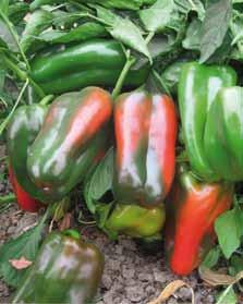 Il colore è verde medio che diventa rosso intenso a maturazione. Pianta di buona rusticità, ideale per la coltura in pieno campo ma buona anche per coltura protetta.