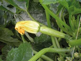 ZUCCHINO IBRIDO DYNASTY F1 Ibrido di zucchino nella classe verde medio. Frutti cilindrico allungati di colore verde medio brillante.