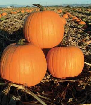 Peso medio: 5-7 kg. UG 205 F1 Zucca ibrida tipo Butternut. Peso medio: 1-2 kg.