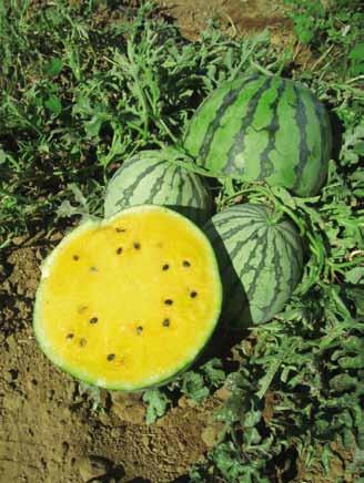 Ibrido di tipologia Crimson con forma allungata (peso medio dei frutti 9-10 kg). Polpa molto dolce e croccante, poco fibrosa.