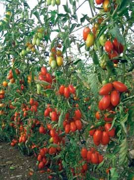 POMODORO IBRIDO da mercato indeterminato UG 3323 F1 Ibrido di pomodoro da mercato del tipo Marmande. Ideale per raccolto a frutto singolo, verde od invaiato.