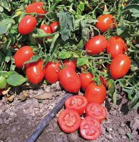 I frutti sono di forma ovale-quadrata, di grossa pezzatura (120-150 g), molto consistenti e di un ottimo colore rosso brillante a maturazione completa. Notevole è lo spessore della polpa.