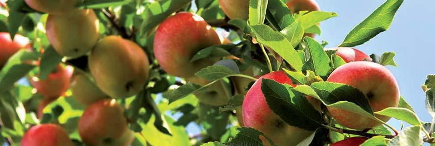 La pezzatura e l omogeneità dei frutti sono due parametri importanti e condizionano la redditività della produzione quanto la resa totale.