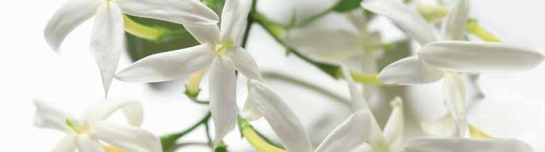 Jasmin Therapy Considerato il re dei fiori, il gelsomino è simbolo dell amore e dell affettività.