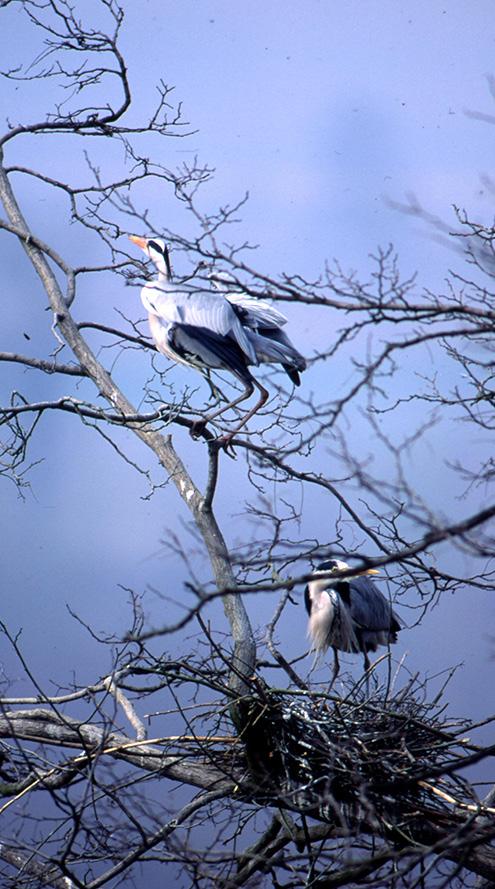 specie animali presenti in un bosco attuano strategie riproduttive diverse e la durata delle varie fasi è molto variabile, interessando un periodo che può andare da marzo ad agosto.