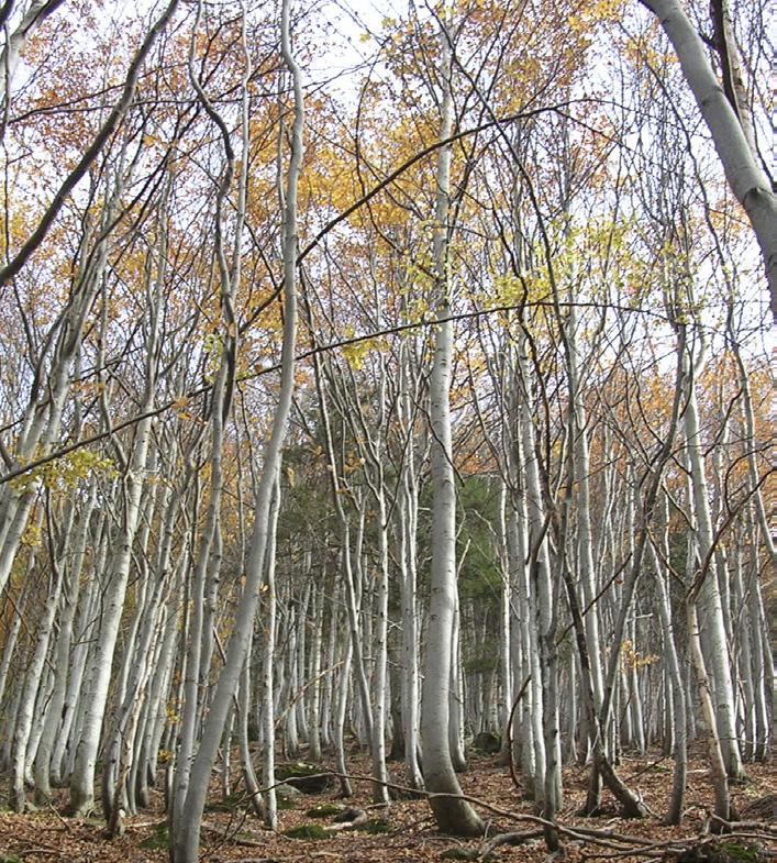 Per valorizzare la biodiversità forestale e le caratteristiche dei popolamenti, ogni intervento deve essere valutato alla luce delle condizioni e degli obiettivi specifici che, in particolare nei