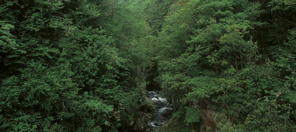 Acero-tiglio-frassineto di forra, habitat Natura2000 prioritario (cod. 9180*) (legnosi e non) ed una certa complessità ecosistemica favorevole a diverse specie.