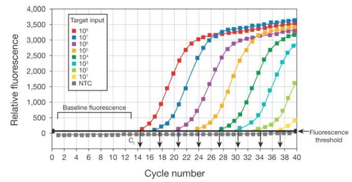 PRINCIPI ddpcr Standard PCR Visualizzazione dei prodotti di amplificazione a fine rezione qpcr Quantizzazione