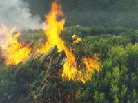 L INCENDIO BOSCHIVO Rischio molto sviluppato in due periodi dell anno soprattutto dolosi Febbraio dovuto al vento di