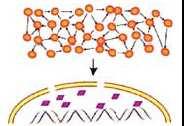 proteins Fraction of mirna target 9.1% (3/33) 31.