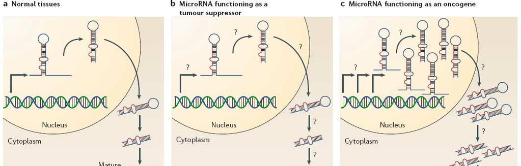 micrornas