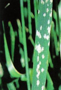 Mal bianco, Oidio (Blumeria (sinonimo Erysiphe) graminis) Il sintomo più evidente di questa malattia è la comparsa di muffa bianca di forma tondeggiante su tutti gli organi verdi della pianta,