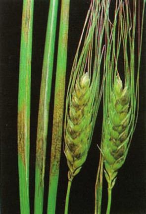 Septoriosi o Seccume fogliare (Septoria tritici, Stagonospora sin.