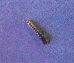 Parassiti animali Il grano presenta diversi insetti che possono attaccare la coltura in campo, questi di solito non provocano danni notevoli da richiedere, nella generalità dei casi, interventi