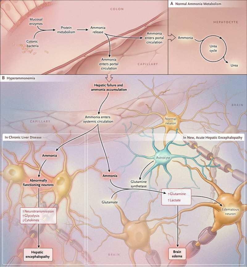 Putative Mechanisms Underlying