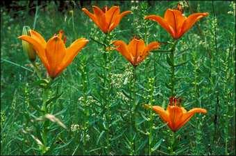 Lilium bulbiferum Giglio di San Giovanni Fioriture di bordura Fiore arancione Habitat: Vive lungo le