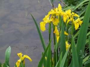 ) Fiori rosa Pianta palustre (elofita) Iris pseudacorus Giaggiolo acquatico Fiori gialli Fossi, canali, argini, si associa