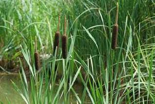 Pianta palustre (elofita) Typha latifolia Tifa o mazzasorda Habitat: Paludi, sponde dei laghi,