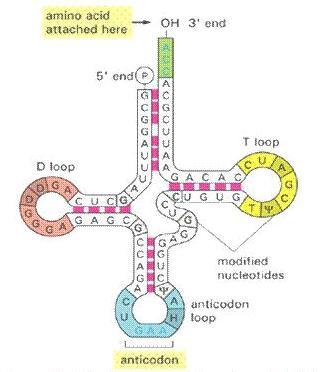 Recoding indotto da Editing Se l editing interessa una sequenza di RNA codificante puo determinare sostituzione amminoacidica nel prodotto genico Val AUU viene normalmente caricato da un trna Ile.