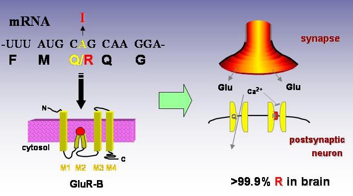 Editing A-I Editing Q/R della subunita GluR2 dei recettori ionotropici L editing Q/R (glutammina sostituita da arginina)