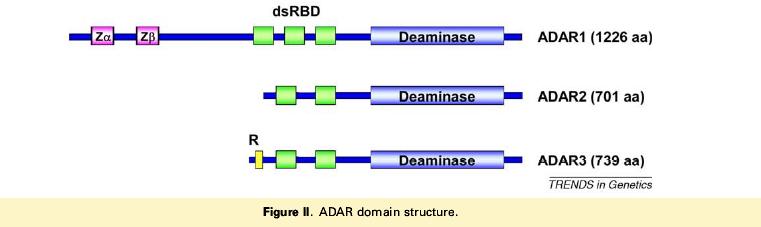 La reazione di editing A-I è catalizzata dalle ADAR (Adenosine Deaminase Acting on RNA). L espressione delle ADAR è universale nei metazoi Nei mammiferi esistono 3 isoforme, ADAR 1-3.