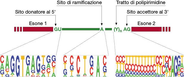 Tipica struttura di un introne da splicing nucleare Sequenze introniche consensus Sito donatore GU al 5, sito di ramificazione contenente una A che si trova in prossimità di un tratto