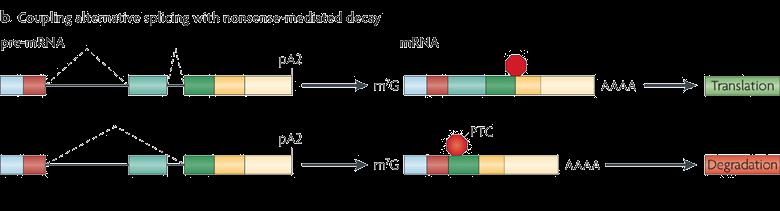 Nonsense-mediated mrna decay (NMD) L AS o una mutazione del gene possono portare alla comparsa di un segnale di stop prematuro (non sense o premature