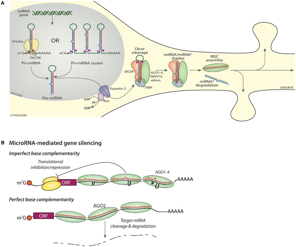 RNA Interference