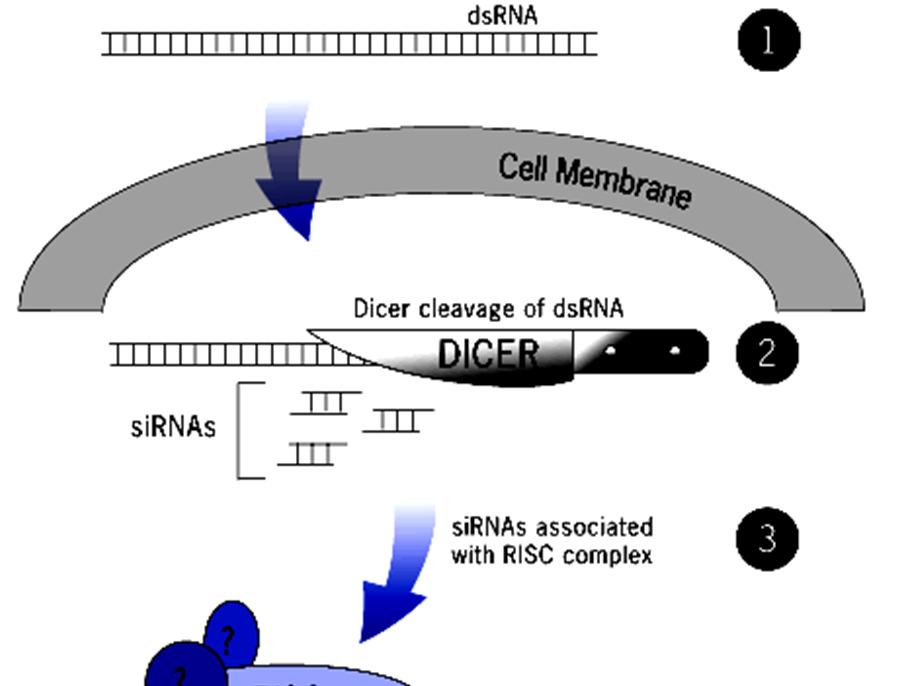 Meccanismo biochimico dell RNAi Il dsrna viene introdotto nella cellula DICER digerisce il dsrna frammenti da ~21bp (short interfering RNAs sirnas) Gli sirna subiscono separazione delle eliche e