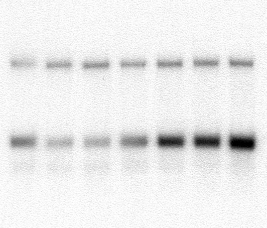 Duration of transient silencing by sirnas: mrna Levels Down-regulation of GAPDH gene expression in HeLa cells Northern Blot Analysis 28S