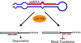 MECCANISMO DI AZIONE DEI MicroRNAs I mirna operano in base a uno dei due seguenti meccanismi: APPAIAMENTO COMPLETO RNA