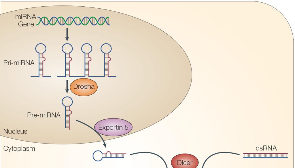 mirna and sirna comparison ORIGINE: endogena