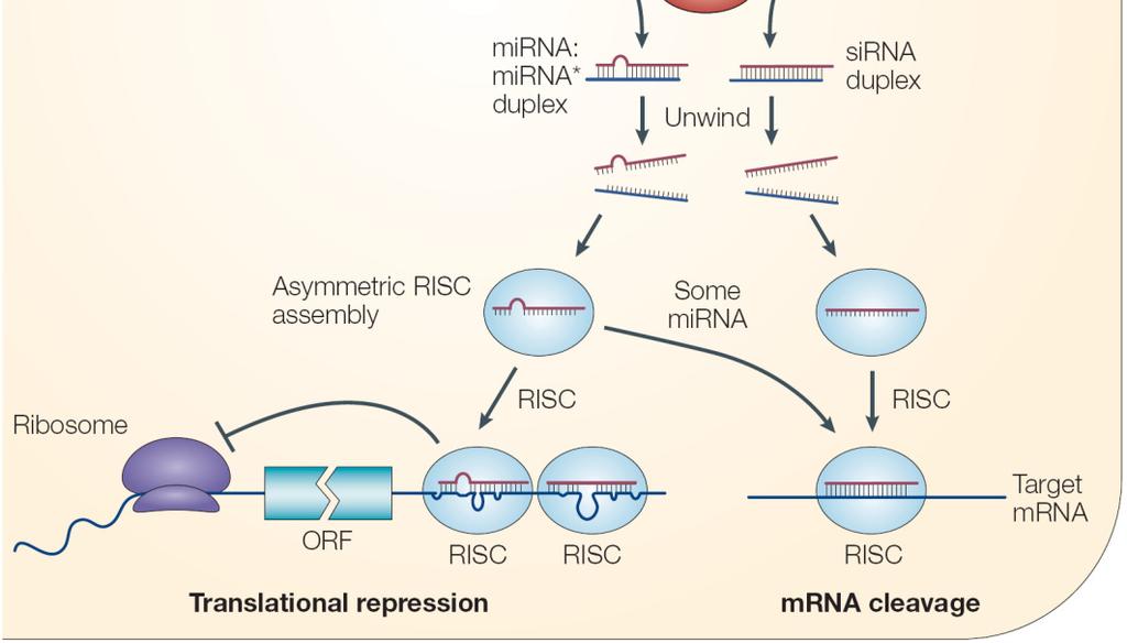 sirnas richiedono un perfetto matching con l mrna