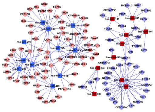 Un esempio di mirna interactome Mediante sofisticati software (es.