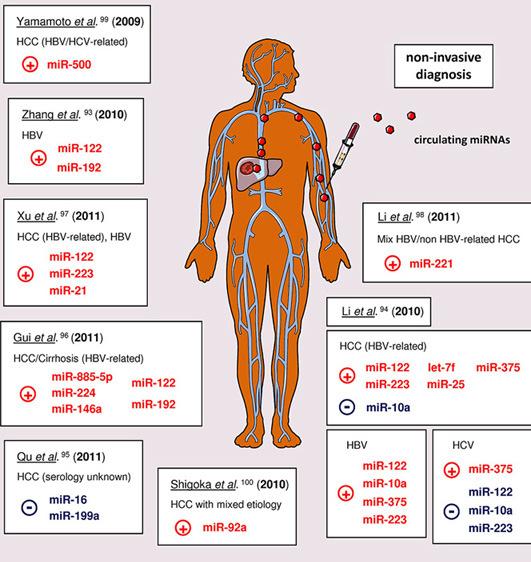 Circulating mirnas as biomarkers for