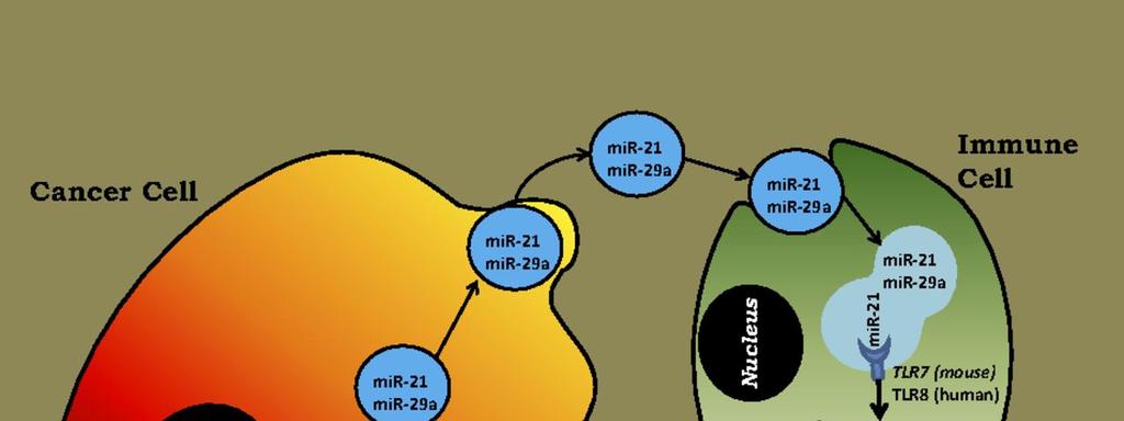 I mirnas extracellulari come ligandi dei TLR E stato dimostrato che alcuni mirnas,