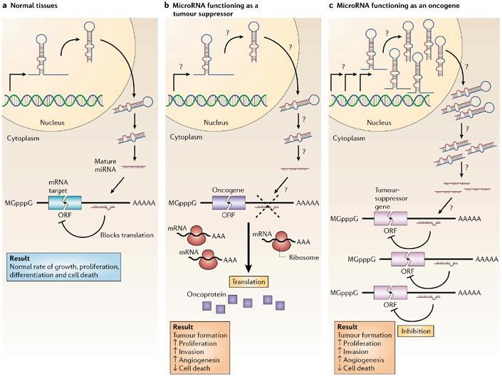 down up a In normal tissues, proper microrna (mirna) transcription, processing and binding to complementary sequences on the target mrna results in the repression of target-gene expression through a