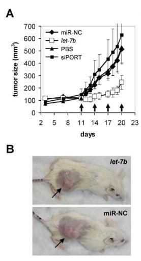 Delivery in vivo di let-7b in un modello sperimentale di tumore al polmone Il